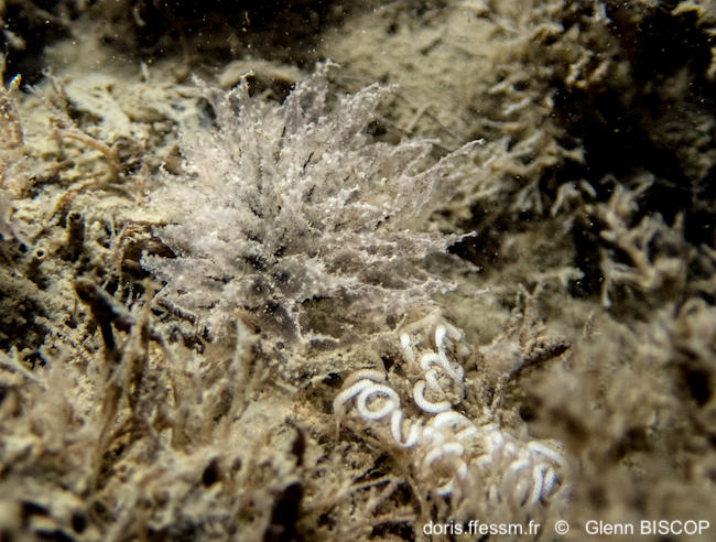 Janolus_hyalinus-glbi02