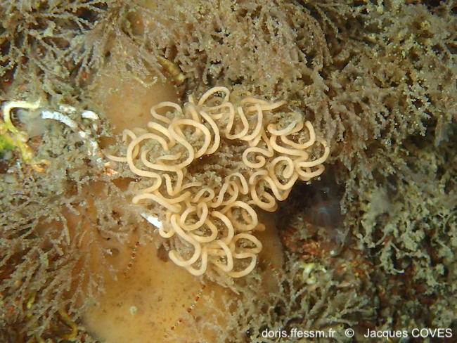 Janolus_hyalinus-jaco40