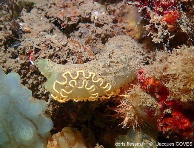 Janolus_hyalinus-jaco50