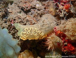 Janolus_hyalinus-jaco50