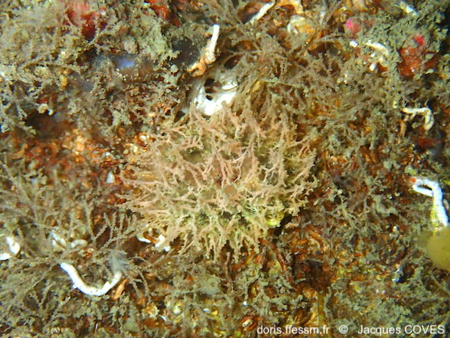 Janolus_hyalinus-jaco60