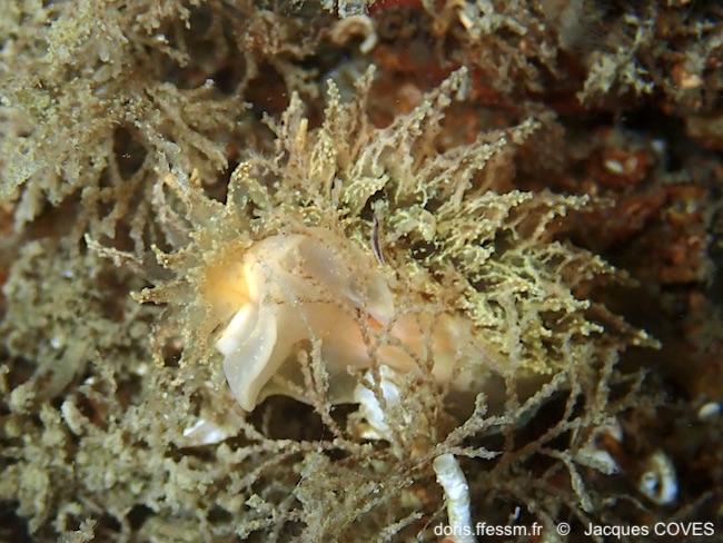 Janolus_hyalinus-jaco72