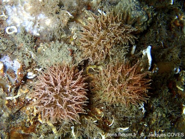 Janolus_hyalinus-jaco80