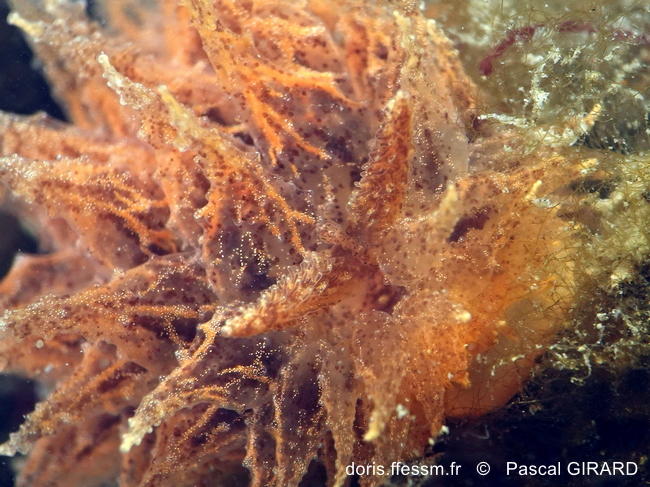 Janolus_hyalinus-pagi90