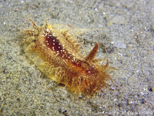 Janolus_hyalinus-pagi95