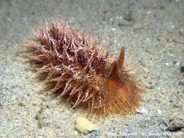 Janolus_hyalinus-xaru101