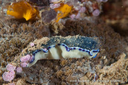 pseudoceros_sp1-vl1