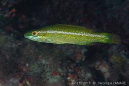 labrus_viridis-vl1