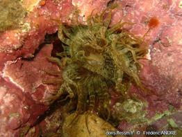 aiptasia_mutabilis-12