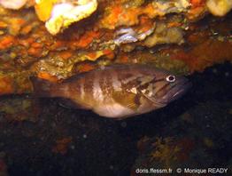 epinephelus_caninus-mr1