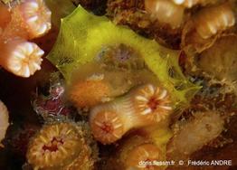 aplysilla_sulfurea-fa10