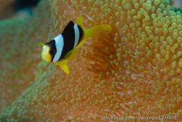 amphiprion_clarkii_vl6