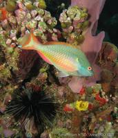 sparisoma_aurofrenatum_ap1