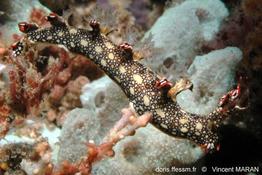 bornella_anguilla_vm-1