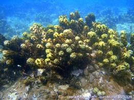 JMS_moya 2010-01-31 006