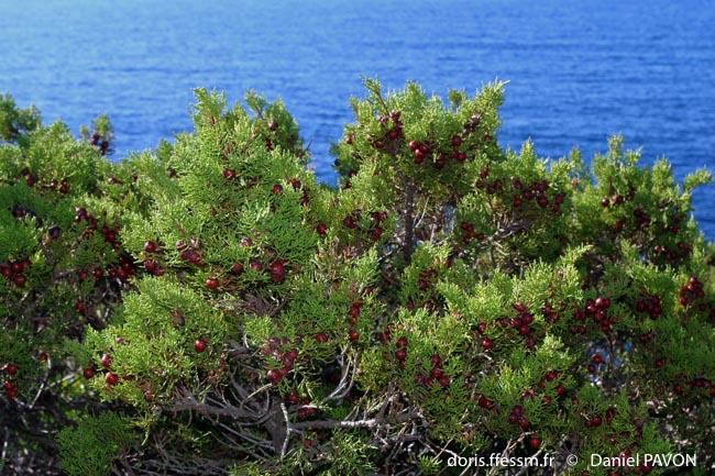 juniperus_phoenicea-turbinata-dp1