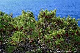 juniperus_phoenicea-turbinata-dp1