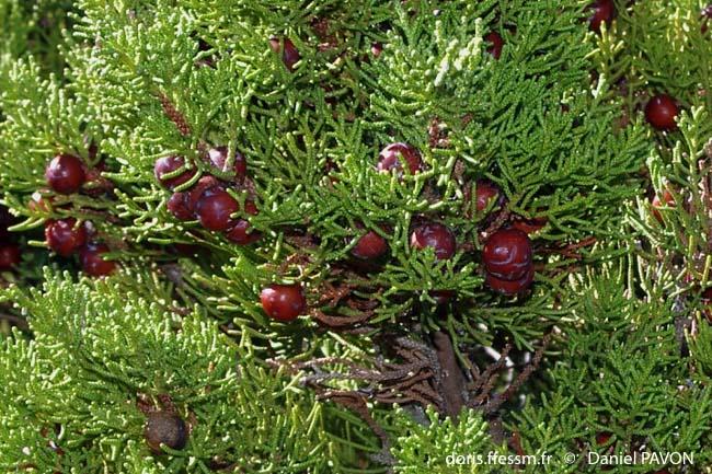 juniperus_phoenicea-turbinata-dp2