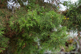 juniperus_phoenicea-turbinata-vl1