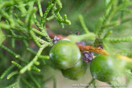 juniperus_phoenicea-turbinata-vl2