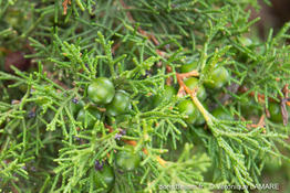 juniperus_phoenicea-turbinata-vl3
