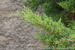 juniperus_phoenicea-turbinata-vl4
