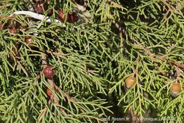 juniperus_phoenicea-turbinata-vl6