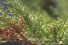 juniperus_phoenicea-turbinata-vl7
