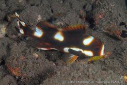 plectorhinchus_vittatus_3vl
