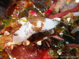 jorunna_funebris-aps150