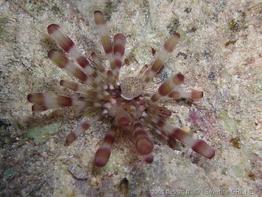 echinothrix_calamaris-sg1