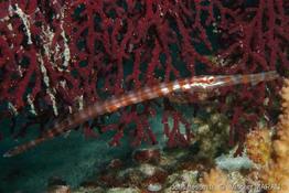 aulostomus_chinensis-vm1