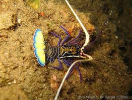 panulirus_versicolor-slb5