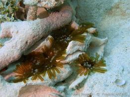 lebrunia_danae_fa1