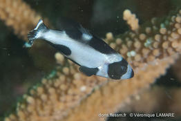 plectorhinchus_picus-vl1