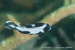 plectorhinchus_picus-vl2