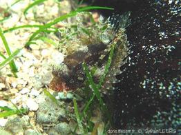 dendrochirus_brachypterus-slb5