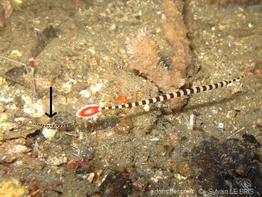 dunckerocampus_dactyliophorus-slb6