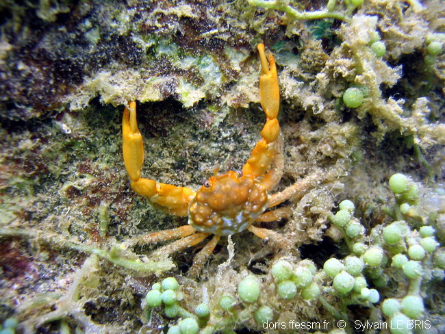 Mithraculus rouge