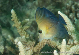 zebrasoma_scopas-vl4