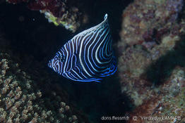 pomacanthus_imperator-vl5