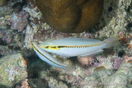 halichoeres_scapularis-vela300
