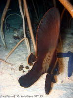 platax_pinnatus-aps220