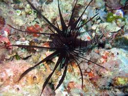 pterois_volitans-slb6