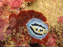 phyllidia_coelestis-aps7