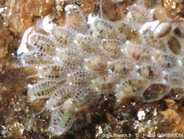 Juxtacribrilina_mutabilis-pico5970