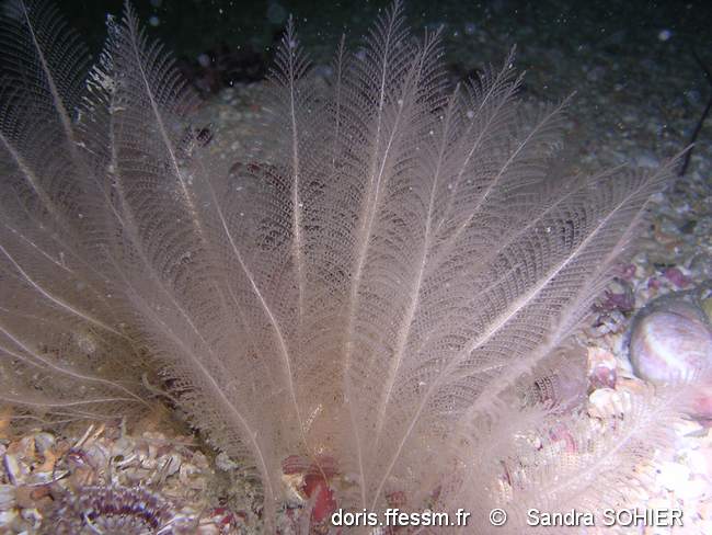Hydraire penné