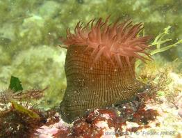 actinia_cari-fa2