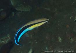 aspidontus_taeniatus-vl8