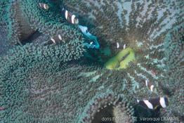 stichodactyla_haddoni-vl2
